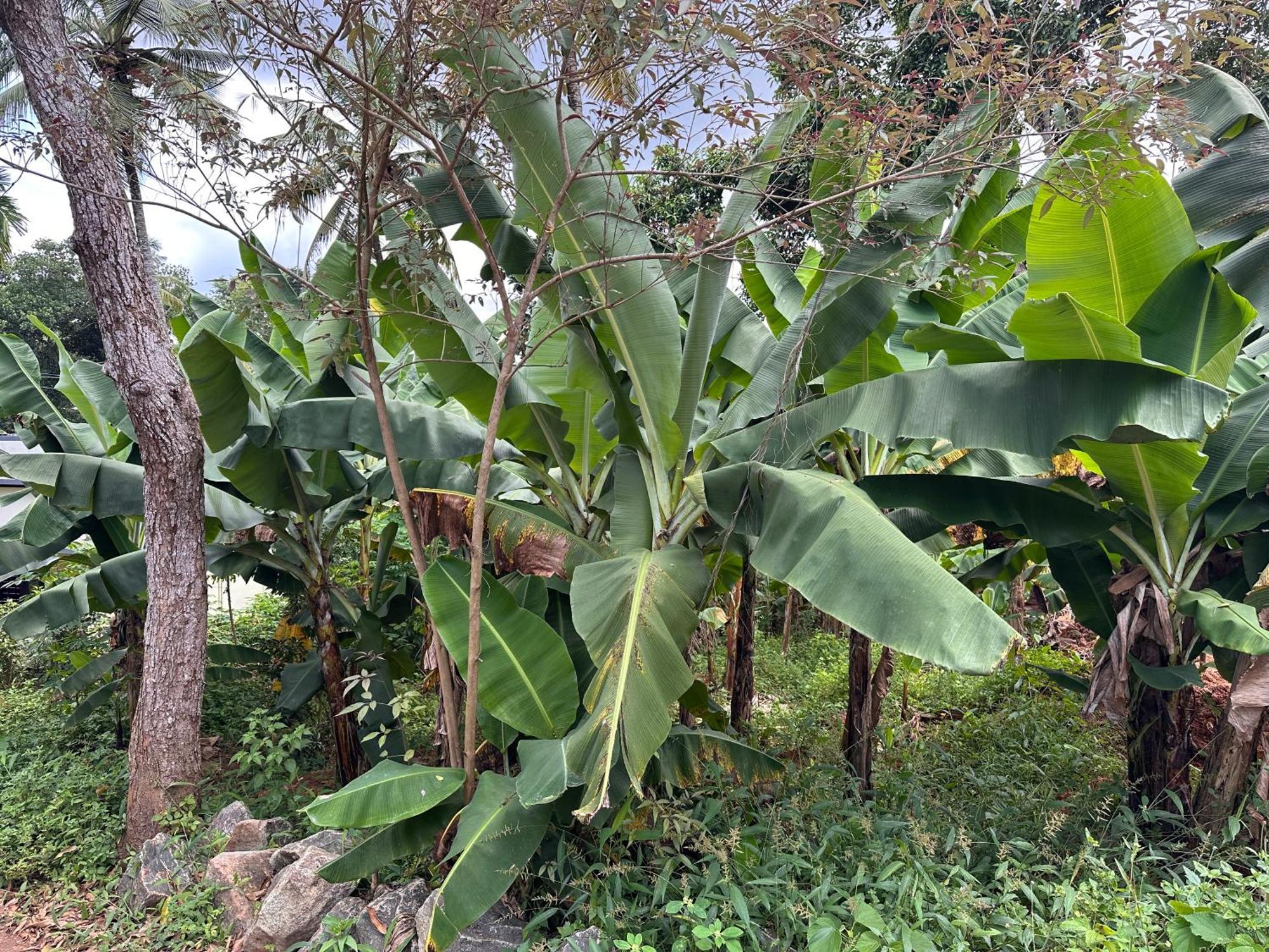 Kattil Farm Stay Varkala Thiruvananthapuram Exterior photo